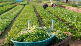 Immerse in Tra Que’s lush agricultural heritage